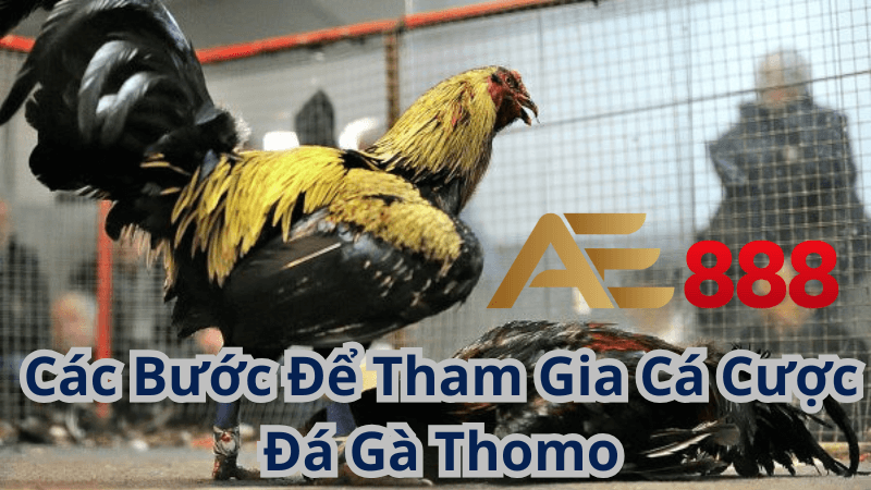 Các Bước Để Tham Gia Cá Cược Đá Gà Thomo tại Ae888