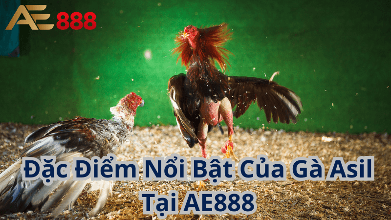 Đặc Điểm Nổi Bật Của Gà Asil tại AE888