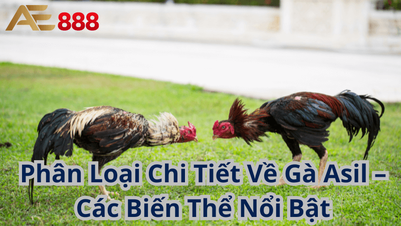 Phân Loại Chi Tiết Về Gà Asil – Các Biến Thể Nổi Bật